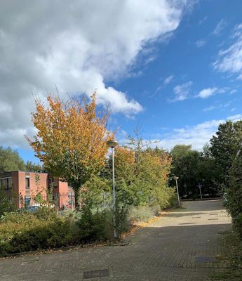 Foto 77 uit Herfst In Beverwaard