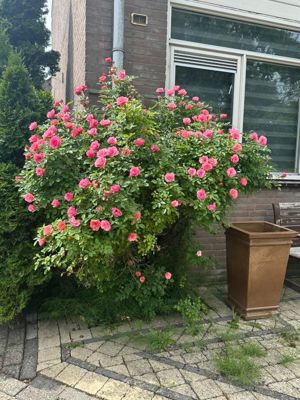 Foto 597 uit Rondje Beverwaard 2026