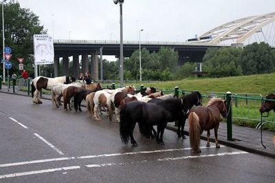 Foto 35 uit Paardenmarkt29-6