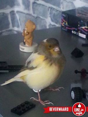 Foto 373 uit LIKEJEWIJK FOTO'S_2