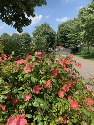 Foto 312 uit StratenBEVERWAARD