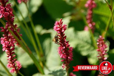 Foto 103 uit LIKEJEWIJK FOTO'S_3