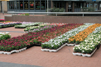 Foto 17 uit OpzoomerenPlantjes