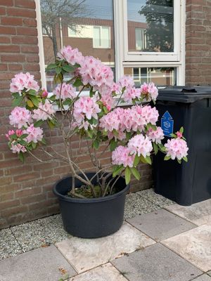 Foto 148 uit Rondje Beverwaard 2026