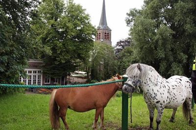 Foto 56 uit Paardenmarkt29-6