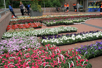 Foto 16 uit OpzoomerenPlantjes