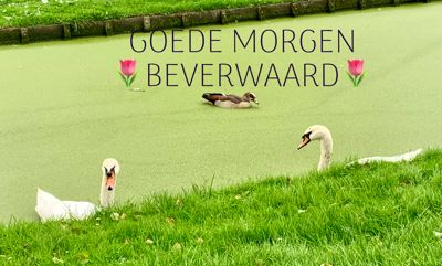 Foto 154 uit Rondje Beverwaard 2026