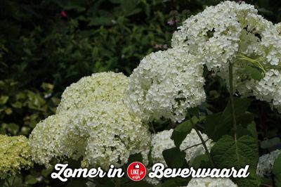 Foto 48 uit LIKEJEWIJK-2016