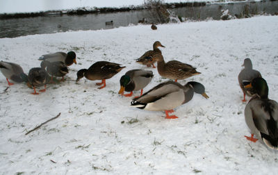 Foto 48 uit Kerst Beverwaard09