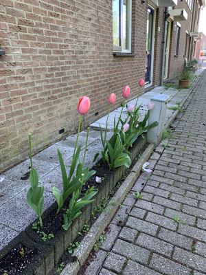 Foto 245 uit StratenBEVERWAARD