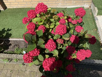 Foto 323 uit Rondje Beverwaard 2026