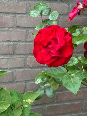 Foto 598 uit Rondje Beverwaard 2026