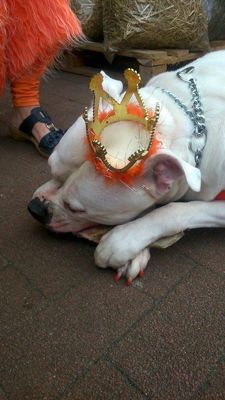 Foto 43 uit OranjeInBeverwaard