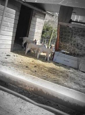 Foto 4 uit Schaapjes Geboren