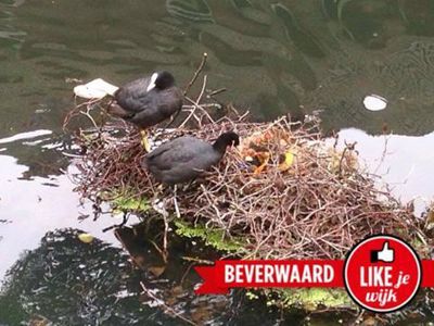 Foto 546 uit LIKEJEWIJK FOTO'S_2