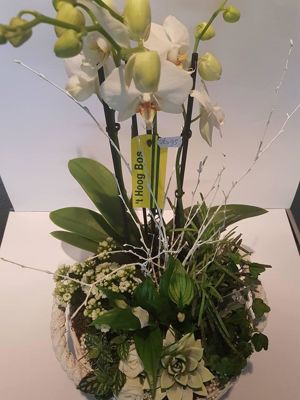 Foto 276 uit NeelyshaBloemen