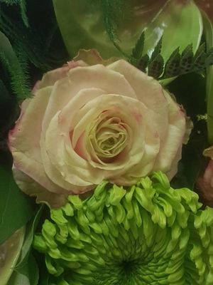 Foto 326 uit NeelyshaBloemen