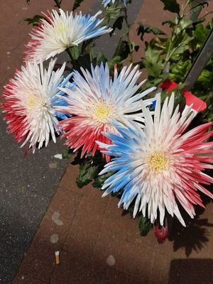 Foto 128 uit NeelyshaBloemen