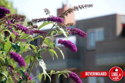 Foto 37 uit LIKEJEWIJK FOTO'S_3