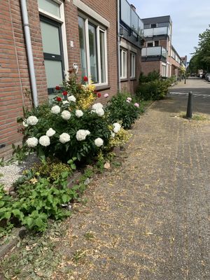 Foto 310 uit StratenBEVERWAARD