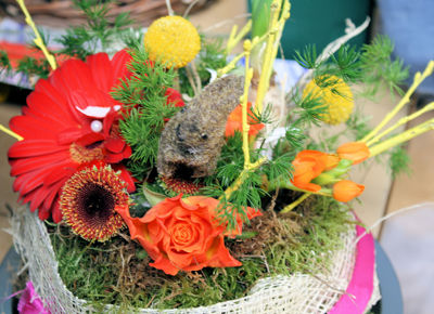 Foto 47 uit Rkregenboog25_3_09