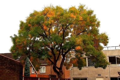 Foto 11 uit Herfst In Beverwaard