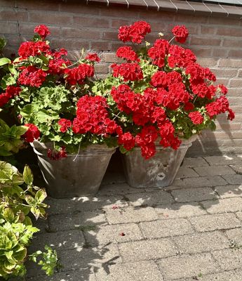 Foto 358 uit Rondje Beverwaard 2026