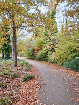 Foto 65 uit X-Herfst Verschillende jaren  2026
