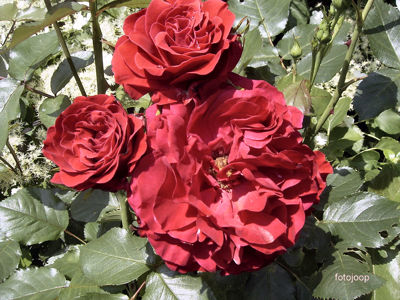 Foto 32 uit opzomeren 2005