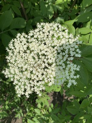 Foto 235 uit Rondje Beverwaard 2026