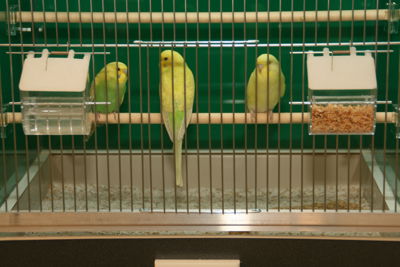 Foto 42 uit Dieren Zaak Catdox