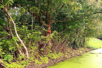 Foto 18 uit Herfst In Beverwaard