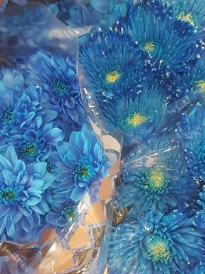 Foto 242 uit NeelyshaBloemen