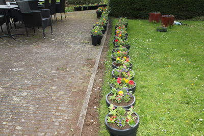 Foto 3 uit Plantjes Ijselburgh