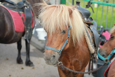Foto 8 uit Paardenmarkt 2018
