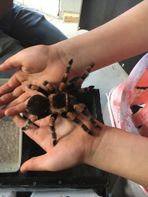 Foto 36 uit HALLOWEEN2016