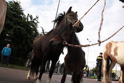 Foto 69 uit Paardenmarkt29-6
