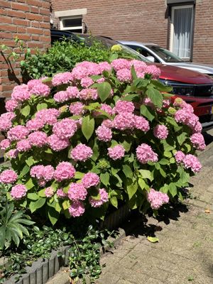 Foto 335 uit Rondje Beverwaard 2026