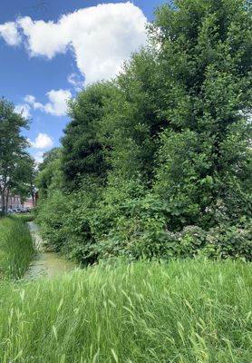 Foto 246 uit Rondje Beverwaard 2026