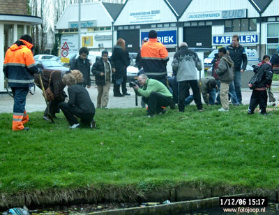 Foto 103 uit bloembollen planten