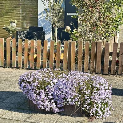 Foto 181 uit Rondje Beverwaard 2026