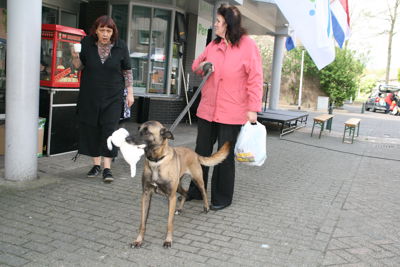 Foto 8 uit 5 Mei Viering Focus