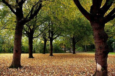 Foto 62 uit Herfst In Beverwaard