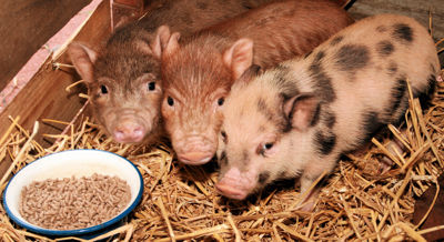 Foto 16 uit Sinterklaas 2009B.W