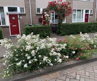 Foto 73 uit Rondje Beverwaard 2026