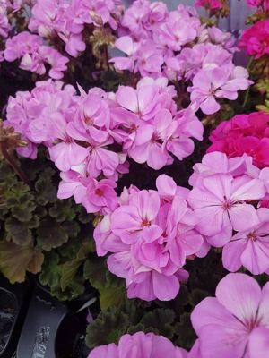 Foto 78 uit NeelyshaBloemen