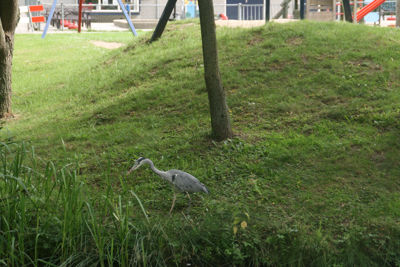 Foto 479 uit StratenBEVERWAARD