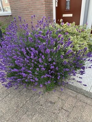 Foto 58 uit Lente En Zomer 2022