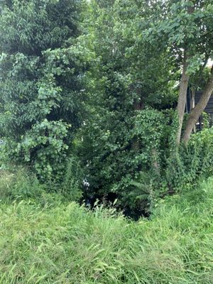 Foto 245 uit Rondje Beverwaard 2026