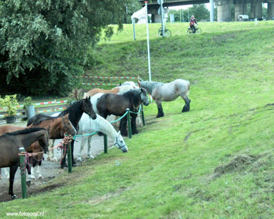 Foto 14 uit Paardenmarkt new07